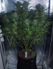 bubba before harvest Day 70.JPG