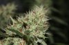 Jack Herer 6.jpg