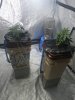 winter grow 2014 001.JPG