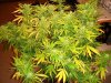 og kush 5 wks flower 1.jpg