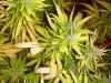 og kush 5 wks flower 2.jpg