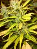 og kush 5 wks flower 3.jpg