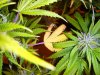 og kush 5 wks flower 4.jpg