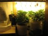 plants.jpg