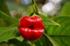 Psychotria-elata.jpg