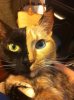 venus-chimera-cat-1.jpg