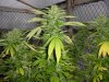 grow pics 005.jpg