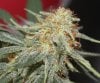 Harlequins-Day44-Flower-Pheno2-2.JPG