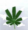 pot-leaf-big.jpg