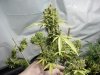 grow pics 012.jpg