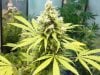 grow pics 020.jpg