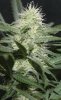 BlueDream-Day25-Flower-1.JPG