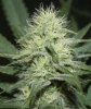 BlueDream-Day27-Flower-1.JPG