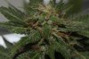 SuperSkunk-Day38-Flower-1.JPG