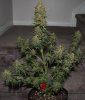 Harlequin-Pheno2-Harvest-Day50-1.JPG