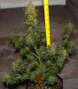 Harlequin-Pheno2-Harvest-Day50-2.JPG