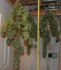 Harlequin-Day54-Harvest-1.JPG