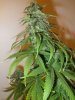 pink querkel URBanOG kush, blueberry hills, fireballs 011.JPG