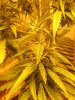 20--buds-60-days-flower1.jpg