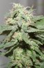 BD-Day55-Harvest-2.JPG