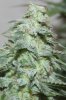 JTR-Day55-Harvest-2.JPG