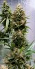 BlueDream-Day51-2.JPG