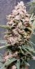 BlueDream-Day51-1.JPG