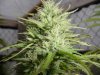 grow pics 023.jpg