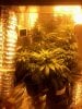 jan 8 2015 grow (14).jpg