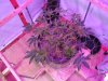 Day 76 Veg 61 bl.JPG