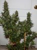 BlueDream-Day56-Harvest-1.JPG