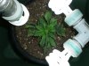 Jan first indica.jpg