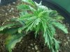 Jan first indica2.jpg