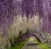 Wisteria tunnel.jpeg