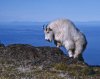 mountain-goat.jpg