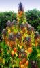 crazylookingflowers-thc-thcfinder.jpg