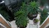 Clones-Seedlings-1-25-2015.JPG