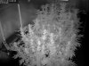 Camshot Update Flower Room 01-28-2015-IR.jpg