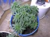 supercrop2.jpg