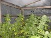 grow pics 028.jpg