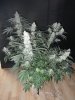 tall fireball pheno waterfarm harvest 005.JPG