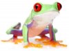 red-eyed-frog-l.jpg