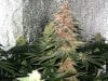 286339d1231024734-600hps-hydro-grow-14-plants-v1.jpg