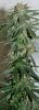 Harlequin-P2-Harvest-Day46-2.JPG