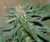 Harlequin-P2-Harvest-Day46-4.JPG