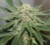 Harlequin-Day51-Harvest-4.JPG