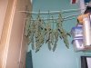 15-02-21_Bay11_Fem Harvest Day 012.jpg