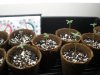 zz plants day 6 002.jpg