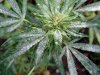 powdery-mildew-on-cannabis-weed-marijuana-1024x768.jpg