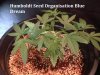 Humboldt Seed Organisation Blue Dream.JPG